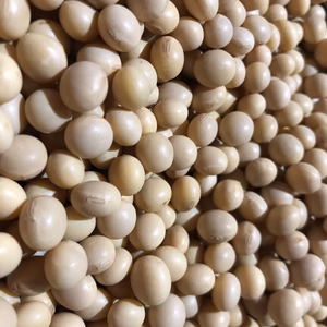 北海道の美味しいお豆！大豆　約900g
