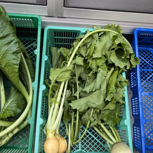 高野山麓精進野菜・冬野菜アラカルト便(ミニサイズ)