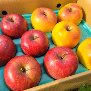 【待望の解禁】リクエストにお応えして！サンフジ＆名月ギフトBOX