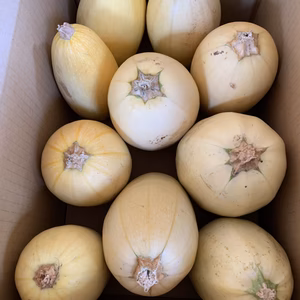 ☆訳あり品☆今期最終！飯舘村のそうめんカボチャ(金糸瓜)