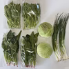 常温発送　野菜セット　ほうれん草2袋、菜の花2袋、キャベツ2個、ワケギ2袋、
