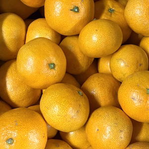 【送料込】和歌山の少し酸味が入ったみかん5kg(田口早生)