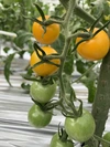 【加工向き】珍しい品種の彩りミニトマトたち1.5kg