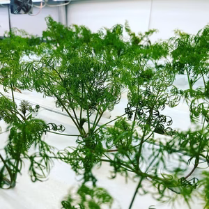 飛騨高山野菜『おおごっつぉ』ディル