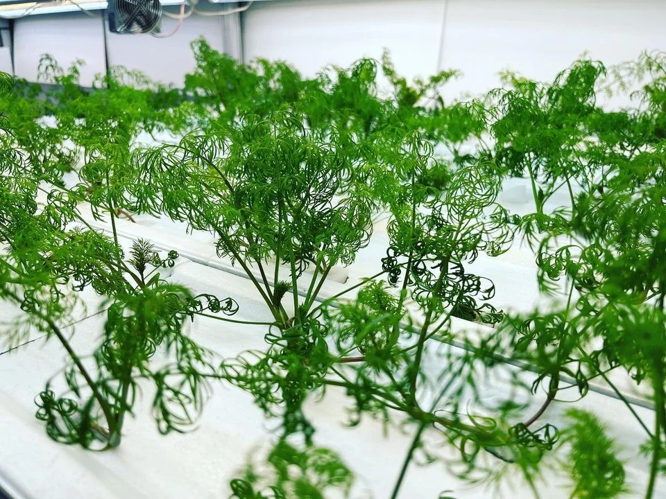 飛騨高山野菜『おおごっつぉ』ディル