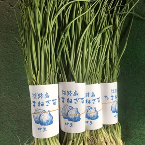 淡路島産　玉ねぎ苗　5束　500本　中生　ターザン