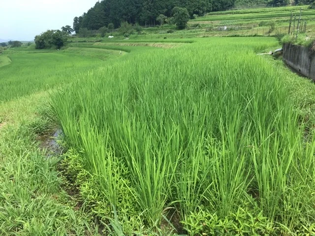 ◆農薬不使用◆今までにない甘さの棚田米 コシヒカリ  滋賀県産