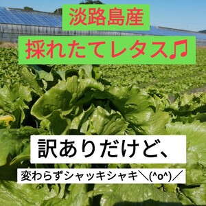 訳ありだけど、レタス！レタス！レタス！+αお野菜♡