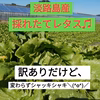 訳ありだけど、レタス！レタス！レタス！+αお野菜♡