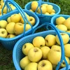 11月発送りんご 家庭用小玉 シナノゴールド 約2.5kg 12-16玉  復興