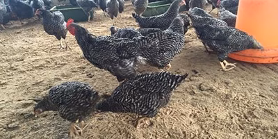 再利用に一役買ったの砂と灰！？