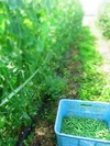 【スナップエンドウ1kg】農薬化学肥料不使用 冷蔵便
