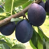 生プルーン　くらしま　4キロ　