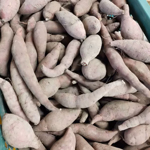 【鳥取県産】ねっとり甘い ちびっこ紅はるか 1kg 土付き