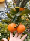 予約【3月～】越冬完熟！希少 高しょう系ポンカン　（家庭用