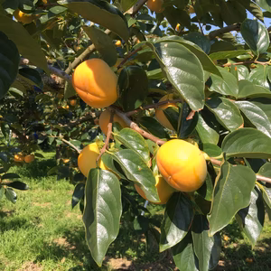 越前柿（焼酎合わせ）　特大４Ｌサイズ　６個入り