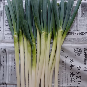 白ネギ　１ｋｇ　　お徳用　減農薬