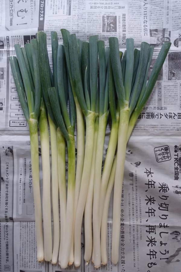 白ネギ　１ｋｇ　　お徳用　減農薬