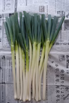 白ネギ　１ｋｇ　　お徳用　減農薬