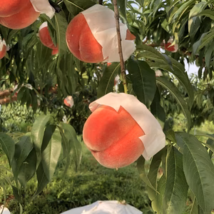 飛騨桃1.8㎏（川中島白桃）5〜6玉入り