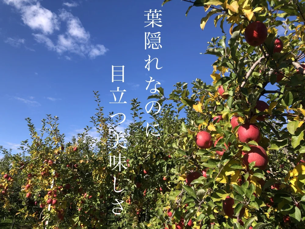 食べる芸術！青森りんご サンタりんご園の“葉とらずサンふじ” 家庭用5