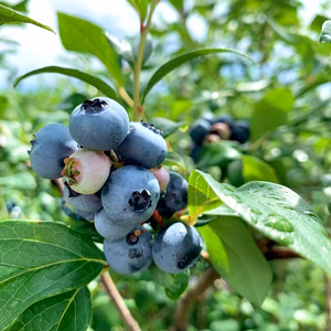 樹上完熟とれたて冷凍ブルーベリーKOTARO