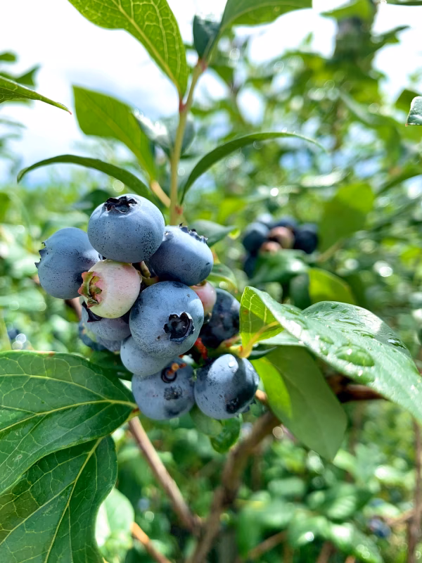 樹上完熟とれたて冷凍ブルーベリーKOTARO