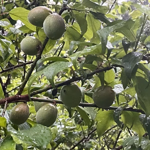 青梅