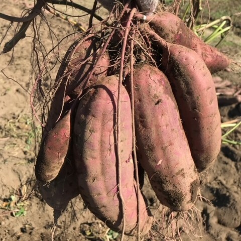 さつまいも【苗】べにはるか 茨城県産 ＜6月上旬～発送＞｜苗・栽培