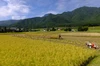 グルテンフリー お米さんのめん(玄米麺) 天日干し自然栽培米を使用　
