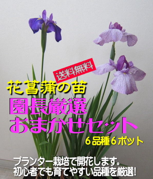 送料無料 花菖蒲の苗 6種６ポット 厳選おまかせセット 花 観葉植物の商品詳細 ポケットマルシェ 産直 産地直送 通販 旬の果物 野菜 魚介をお取り寄せ