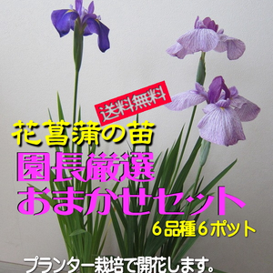 【送料無料】花菖蒲の苗(6種６ポット)厳選おまかせセット