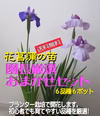 【送料無料】花菖蒲の苗(6種６ポット)厳選おまかせセット