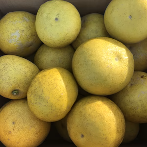 訳あり文旦　10kg