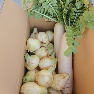 最高級ダイコン2本と新たまねぎ5ｋｇセット