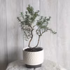【食べられる盆栽】ローズマリー盆栽　サンタバーバラ (PS140)