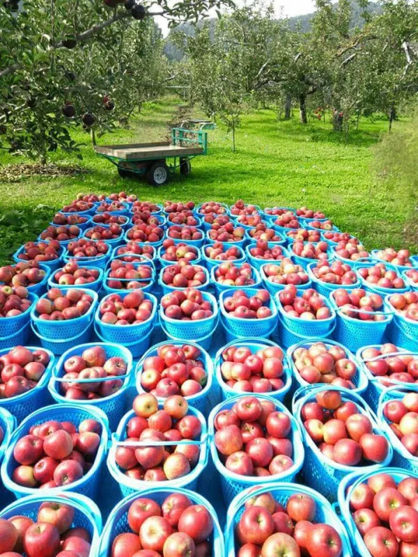 りんご農家いくたま