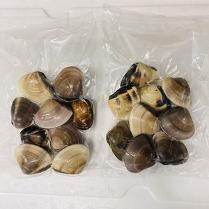 真空冷凍はまぐり　1個50〜70g 約500g×1パック〜