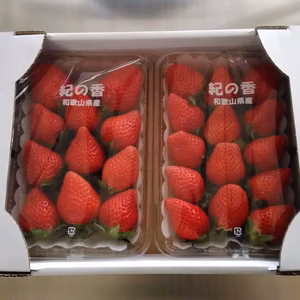 和歌山県オリジナルいちご　紀の香
