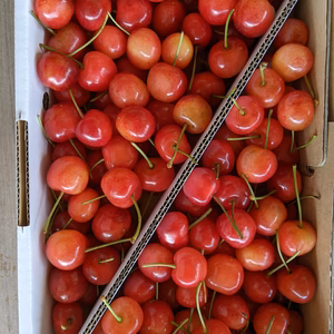 さくらんぼ佐藤錦訳あり