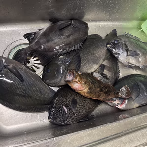 鮮魚3キロのセット
