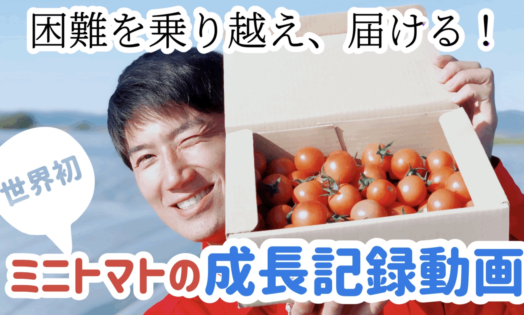 熊本八代産ミニトマト 美味しいは当たり前 新しい食体験を届けます 農家漁師から産地直送の通販 ポケットマルシェ