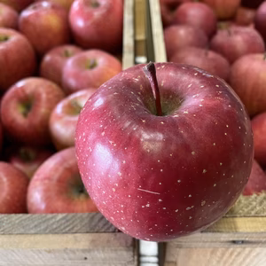 [11月下旬発送]木村農園　謹製　ふじ