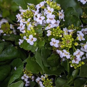 BioCresson Box【大】(春の花クレソン）