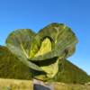 農薬不使用の旨キャベツ2玉！今だけの柔らかいキャベツを是非！【数量限定】