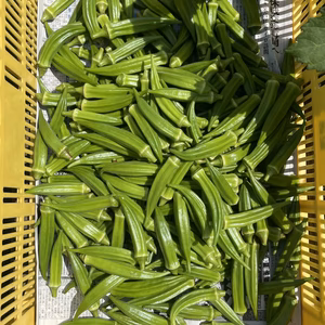 【朝採りオクラ即日発送！】トマト屋が作るねばねば〜オクラ！！