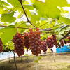 島根県出雲産デラウェア（種なしぶどう）【1kg】