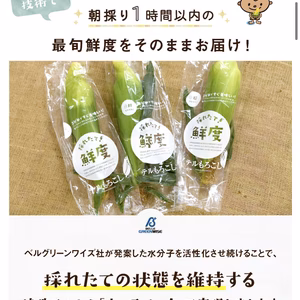 甘々娘（かんかんむすめ8から12本入　テルもろこし　鮮度保持フィルムによる個包装