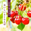 【送料無料】紅さやか さくらんぼ 500g｜山形県産・早生品種 M・Lサイズ混合