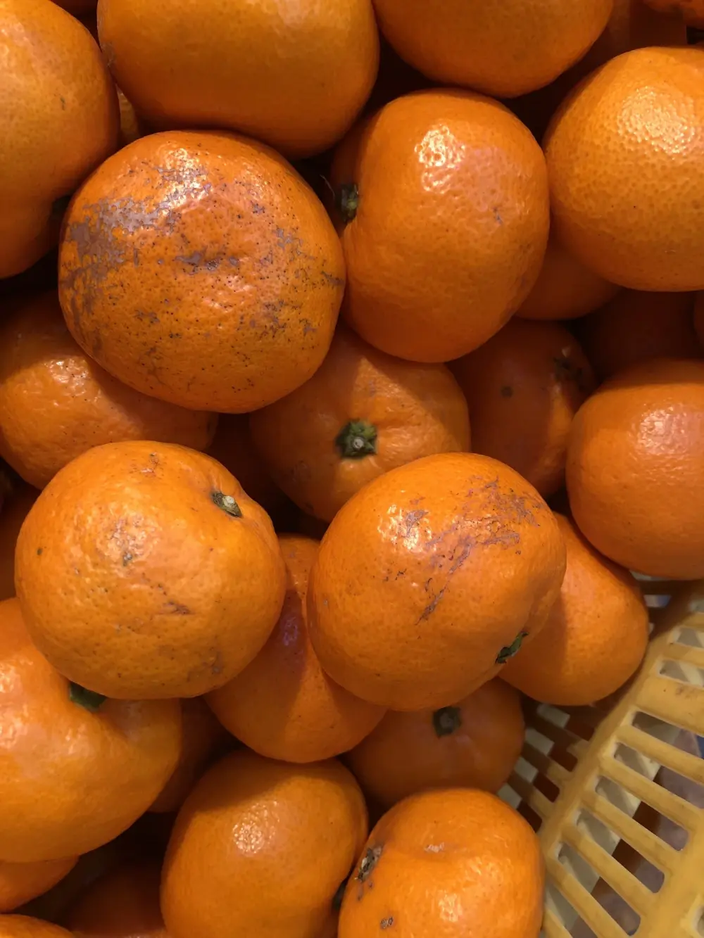 愛情たっぷりで育った有田みかん★温州みかん 家庭用 S・M・Lサイズ 約10キロ ⑤温州みかんSMLサイズお任せ 家庭用 約10kg